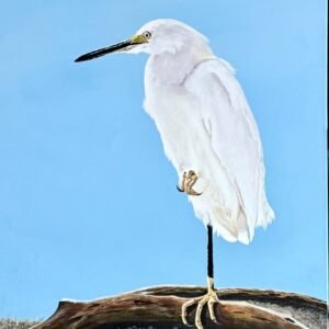 Hilton Head Egret